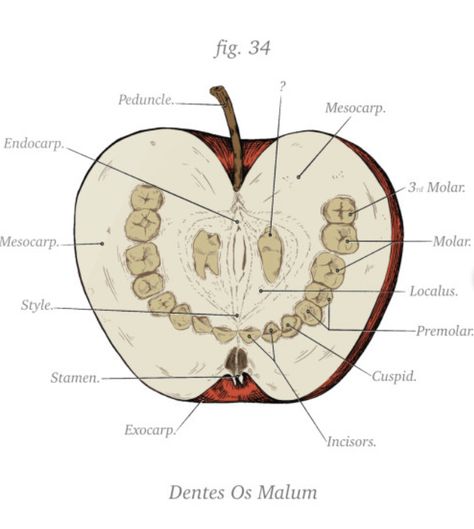 Design, Art, Rusty Quill, Bone Apple Teeth, The Magnus Archives, Magnus Archives, Anatomy, T Shirts, Art Prints