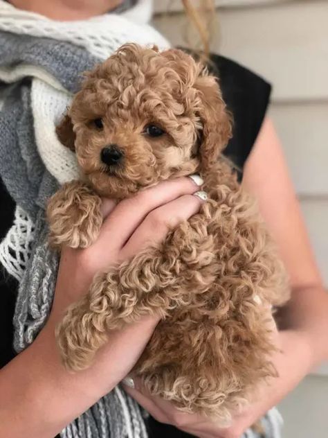 Teacup Goldendoodle Puppy, Golden Poodle Puppy, Brown Teacup Poodle, Tea Cup Golden Doodle, Tea Cup Poodles, Toy Golden Doodle Puppy, Teacup Goldendoodle Full Grown, Teacup Cockapoo, Cavapoo Teacup