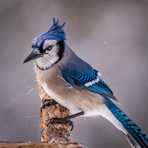 Snowy Day Jay.... _ _ #bird #birds #birdsofinstagram #wildlife #nature #allmightybirds #happy #instagood #instadaily #instapic… | Instagram Jay, Wildlife Nature, Nature, Jay Bird, Bird Watcher, Snowy Day, Blue Jays, Blue Jay, Blue Bird