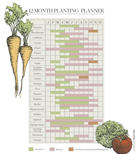 This 12-month vegetable planting calendar is a grow-your-own essential Allotment Planting Calendar Uk, Allotment Planner, Gardening Chart, Veg Growing, Raised Vegetable Beds, Vegetable Planting Calendar, Garden Scrapbook, How To Grow Vegetables, Grow Your Own Vegetables