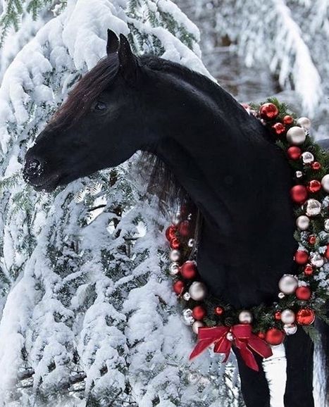 14 Wonderful Pictures Proving That Horses are Magical Creatures | Page 2 of 3 | PetPress Natal, Christmas Horse Wallpaper, Horse Christmas Pictures, Christmas Horse Photoshoot, Horse Eventing, Horse Background, Pictures With Horses, Christmas Horse, Winter Horse