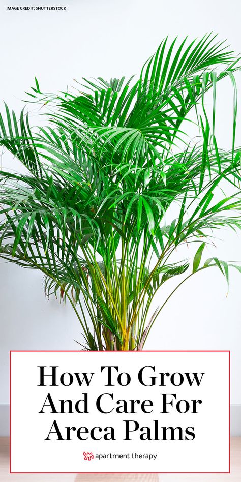 Areca Palms Are the Toxin-Filtering Tropical Houseplants Your Home Needs Palmas, Paradise Palm Plant, Areca Palm Outdoor Landscape, Palm Plants Outdoor, Bamboo Palm Indoor, Areca Palm Care, Palm Plant Indoor, Areca Palm Indoor, Indoor Palm Plants