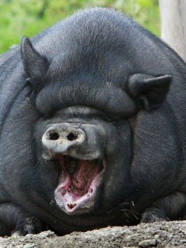 Create meme "Giga boar (Giga boar, fat pig, the biggest pig in the world )"", memes created: 26 Funny Animal Pics, Tumblr, Funny Animal, Funny Animals, Funny Cute Animals, Hilarious Photos, Animals Cute, Animal Pics, Funny Cute