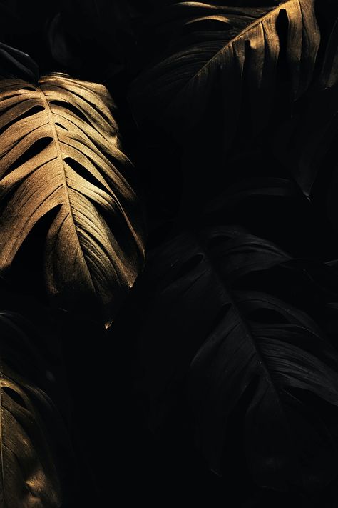 Golden monstera leaves background design resource  | premium image by rawpixel.com / eyeeyeview Black Gold Wallpaper Iphone, Black And Golden Aesthetic, Background Design For Editing, Black Textured Wallpaper, Gold And Black Wallpaper, Gold And Black Background, Gold Design Background, Black And Gold Aesthetic, Black Texture Background