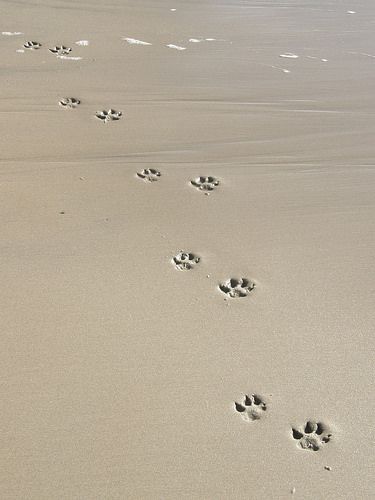 paws (explored) | Flickr - Photo Sharing! Beach Dogs, Peaceful Beach, Dog Friendly Beach, Dog Photoshoot, 강아��지 그림, I Love The Beach, Chinese Crested, Dog Beach, Coastal Chic