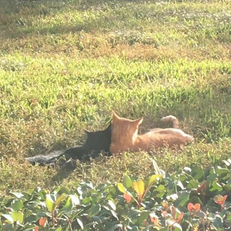 Black, Two Cats, Orange Cat, The Grass, Black Cat, Orange