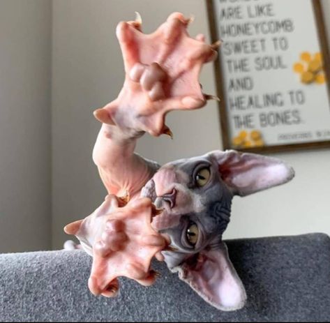 The paws of a Sphynx cat Sphynx, Gato Sphynx, Cute Hairless Cat, Katt Grejer, Sphinx Cat, Hairless Cat, Photo Chat, Sphynx Cat, Cat Paws