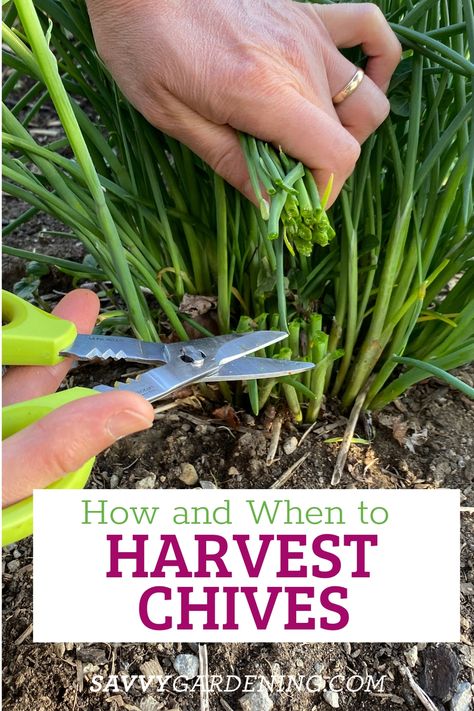 How to Harvest Chives From the Garden or Container Plantings How To Harvest Chives, Harvesting Chives, Chive Plant, Harvest Onions, Growing Chives, Chives Plant, Chive Flower, Garden Preparation, Fall Planting