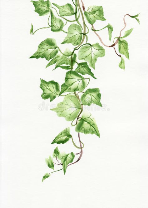 Ivy leaves. Watercolor painting of green ivy branches and leaves on white stock illustration Lukisan Pokok, Hur Man Ritar Blommor, Vine Drawing, Hur Man Målar, Ivy Leaves, Ivy Plants, Green Ivy, Leaf Drawing, Seni Cat Air