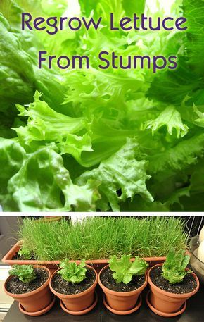 Regrow lettuce from stumps and suddenly you have organic lettuce with a 50% off coupon. #lettuce #grow #garden #diy #organic #coupon | UsedEverywhere.com Upcycling, Regrow Lettuce, Lettuce Grow, Planting Lettuce, Grow Garden, Bucket Gardening, Growing Lettuce, Garden Veggies, Outdoor Diy Projects