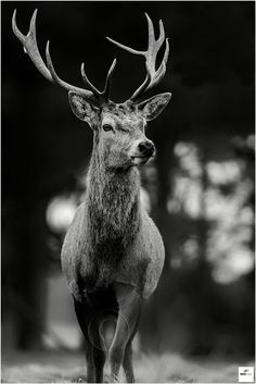 Red Deer Photography, Stag Photo, Stag Photography, Hirsch Silhouette, Tattoo Deer, Red Deer Stag, Deer Photography, Wild Animals Photos, Deer Photos