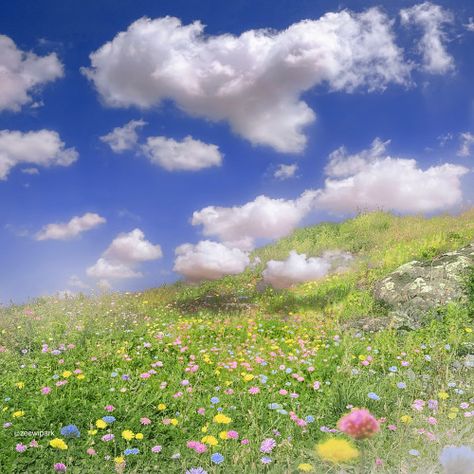 Flower Field Aesthetic, Cute Landscape, 숲 사진, Beautiful Field, Flower Fields, Pretty Landscapes, Spring Aesthetic, Alam Yang Indah, Alam Semula Jadi