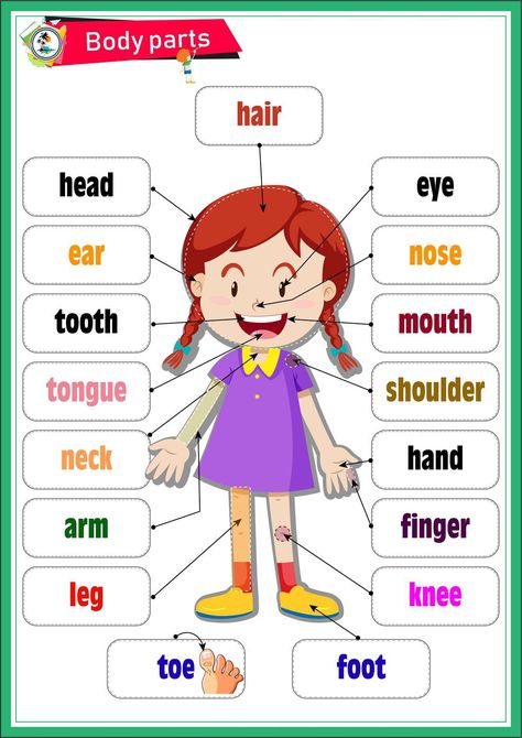 This video shows body parts of a human baby. تصنيف الحيوانات, Body Parts Preschool Activities, Kertas Kerja Prasekolah, Body Parts For Kids, Preschool Charts, Tatabahasa Inggeris, Materi Bahasa Inggris, Body Parts Preschool, Teach English To Kids