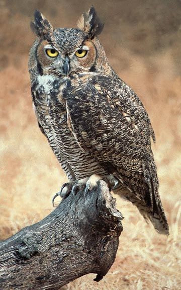 Owl Photography, Owl Images, Owl Photos, Animale Rare, Owl Pictures, Beautiful Owl, Great Horned Owl, Horned Owl, Bird Wallpaper