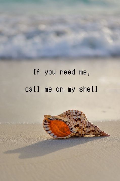 Humour, Take Me To The Beach Quotes, Sea You Soon, On Holiday Quotes, Sea Shell Quotes, Vacay Quote, Seashell Quotes, Sea Quotes Beach, Beach Qoutes