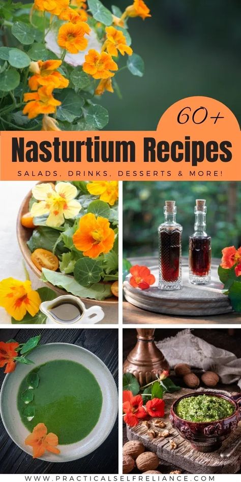 60+ Nasturtium Recipes ~ Food, Drinks, Remedies & More Herb Recipes, Nasturtium Recipes, Flower Recipes, Edible Flowers Recipes, Wild Food Foraging, Foraging Recipes, Medicinal Herbs Garden, Edible Wild Plants, Foraged Food