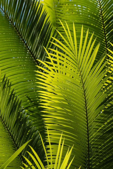 Banaue, Palm Trees Photography, Jungle Pictures, Palm Tree Photography, Tree Project, Rainforest Plants, Family Tree Project, Palm Tree Leaves, Caribbean Culture