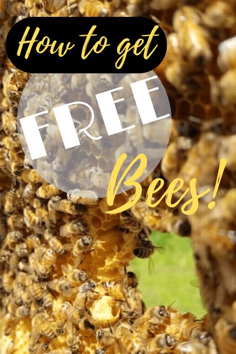 How To Raise Bees For Honey, How To Start A Bee Hive Beekeeping For Beginners, Raising Bees For Beginners, Bee Keeping For Beginners, Diy Bee Hive, Water For Bees, Honey Bee Swarm, How To Start Beekeeping, Honey Bee Farming