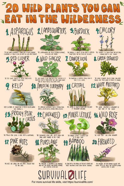 Foraging for edible wild plants is an invaluable skill for preppers as survival will often depend on eating what’s available. Lucky for you, the wild is a garden of free edibles waiting to be harvested as long as you know what to go for. #ediblewildplants #edibleplants #foraging #survivalfood #survival #preparedness #survivallife Supraviețuire Camping, Wild Food Foraging, Magia Das Ervas, Edible Wild Plants, Survival Skills Life Hacks, Inspirerende Ord, Magic Herbs, Survival Life Hacks, Survival Techniques