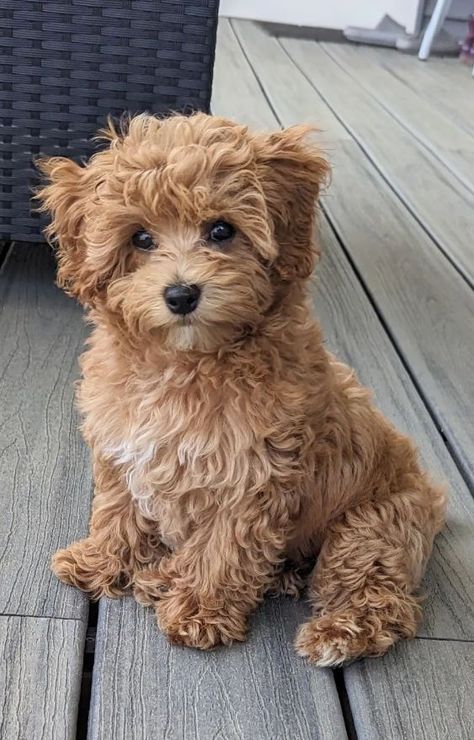 Maltipoo Vs Cavapoo, Apricot Maltipoo Full Grown, Maltipoo Full Grown Apricot, Maltipoo Puppy Brown, Maltipoo Dogs Full Grown, Toy Maltipoo Full Grown, Maltipoo Brown, Maltipoo Apricot, Maltipoo Aesthetic