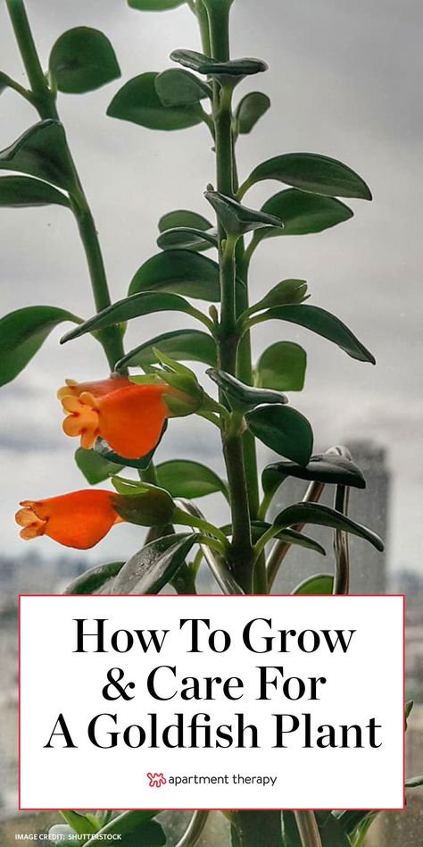 Allow us to introduce you to the goldfish plant, whose yellow-orange blossoms look like goldfish (and sometimes like their namesake crackers). Here's how to grow and care for them. #goldfishplant #columneagloriosa #houseplants #uniqueplants #plantcare #planttips #hangingplants #gardening #indoorgarden Strange Plants, Goldfish Plant, Good Dogs, Goldfish Crackers, Tiny Fish, Jasmine Plant, Household Plants, Orange Blossoms, Plant Care Houseplant