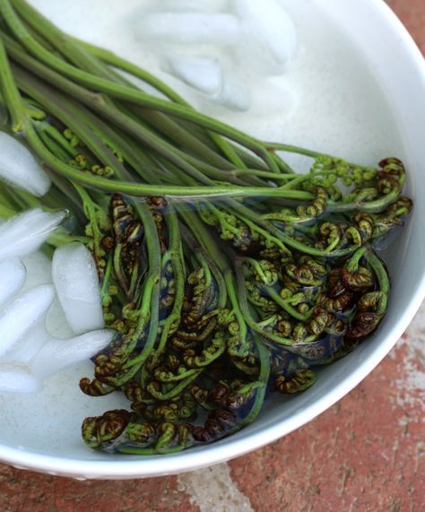 Bracken-Fern-12-cropped Nature, Herbs Garden, Essen, Edible Ferns, Bracken Fern, Wild Crafting, Health Meal Plan, Fiddlehead Ferns, Wild Foraging