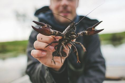 Lobster Recipes, Crawfish Traps, Big Catfish, All Fish, Fresh Chicken, Types Of Fish, Fresh Meat, Crustaceans, Meat Chickens