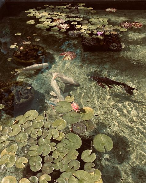 Photo of a pond with koi fish and lily pads. Koi Pond Aesthetic Wallpaper, Lily Pad Pond Aesthetic, Fairy Pond Aesthetic, Coy Pond Aesthetic, Pondcore Aesthetic, Pretty Pond Aesthetic, Spring Pond Aesthetic, Faye Core Aesthetic, Aesthetic Koi Pond