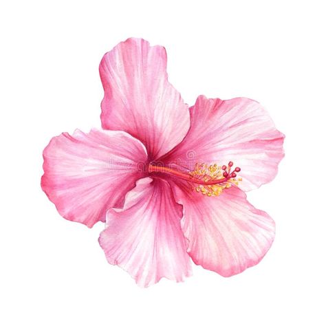 Pink Aesthetic Watercolor, Pink White Blue Aesthetic, Flower White Background Aesthetic, Hibiscus Graphic Design, Pink And White Wallpaper Aesthetic, Pink Flower White Background, Hibiscus Pfp, Water Colour Flower Paintings, Hibiscus Flower Wallpaper Aesthetic