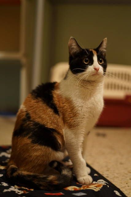 Fusa es una gatita tricolor joven que apareció de madrugada en una colonia de gatos a la que no pertenecía.... #adoptar #mascotas #adopcion #perros #gatos Anime, Animals, Gato Calico, Meme Gato, Calico Cat, Tri Color, Pins, Color