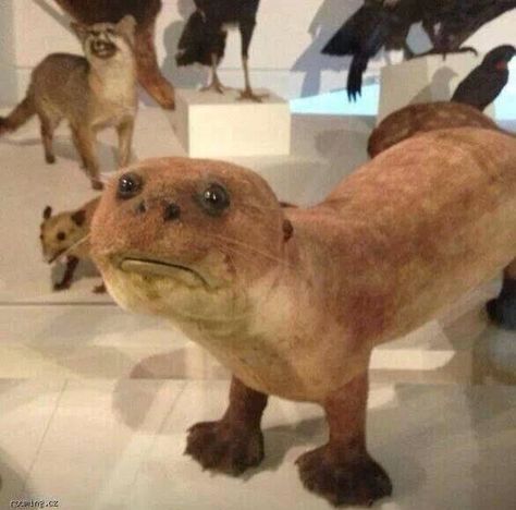 When you accidentally call your teacher “mum”. | 23 Times Socially Awkward Taxidermy Made You Go "Welp! That's Me!" Humour, Taxidermy Meme, Funny Taxidermy, Giant River Otter, Bad Taxidermy, Photo Ours, Animal Taxidermy, Ugly Animals, Taxidermy Art