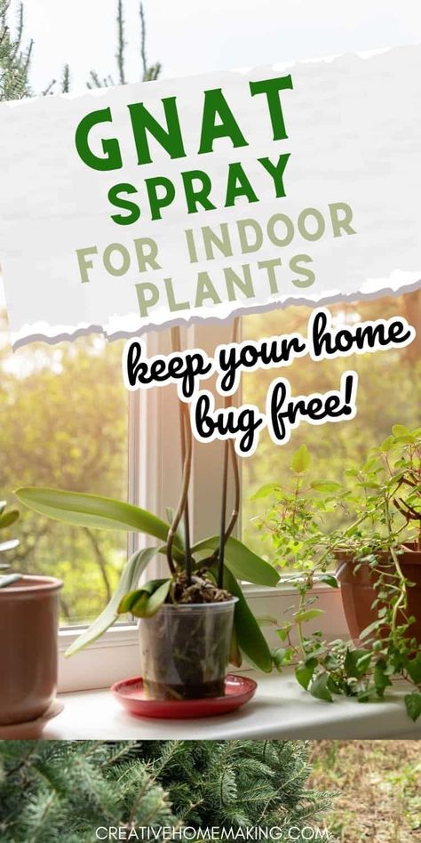 Gnats can be a pesky problem. Luckily, there are several options for gnat spray for indoor plants that can help you get rid of these unwanted guests. Kill Gnats In House, Gnat Repellant, Fruit Fly Spray, Diy Gnat Trap, Gnat Spray, Gnats In House Plants, Bug Spray For Plants, Lily Plant Care, Homemade Bug Spray