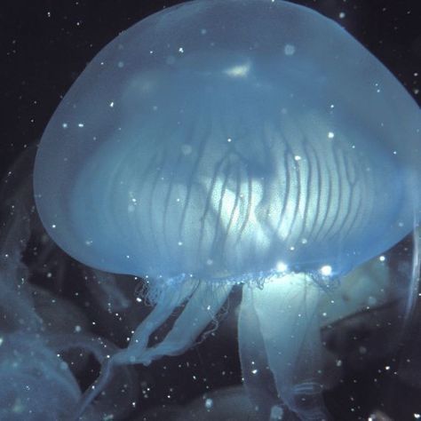 Blue Moon Jellyfish, Dark Ocean Aesthetic, Jellyfish Pictures, 3d Wallpaper Cute, Tennessee Aquarium, Downtown Chattanooga, Toro Inoue, Blue Jellyfish, Water Aesthetic