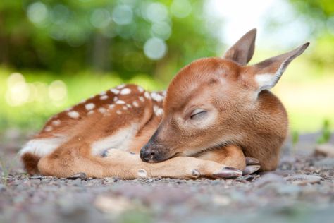 Deer Photos, Sleeping Animals, Baby Animals Pictures, Baby Animals Funny, Whitetail Deer, Baby Deer, Cute Birds, Cute Animal Pictures