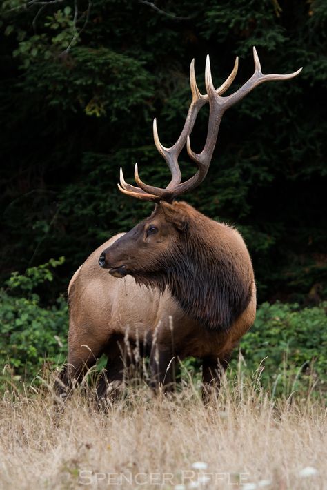 Nature, Elk Photos, Elk California, Elk Horns, Roosevelt Elk, Elk Art, Elk Pictures, Humboldt County California, Elk Photo