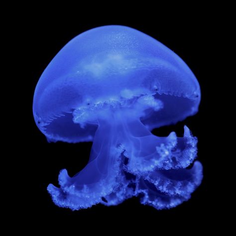 Cannonball Jellyfish, Medusa Animal, Winter Outfits For Ladies, Jellyfish Pictures, Public Aquarium, Sea Jellies, Outfits For Ladies, Fish Icon, Blue Jellyfish