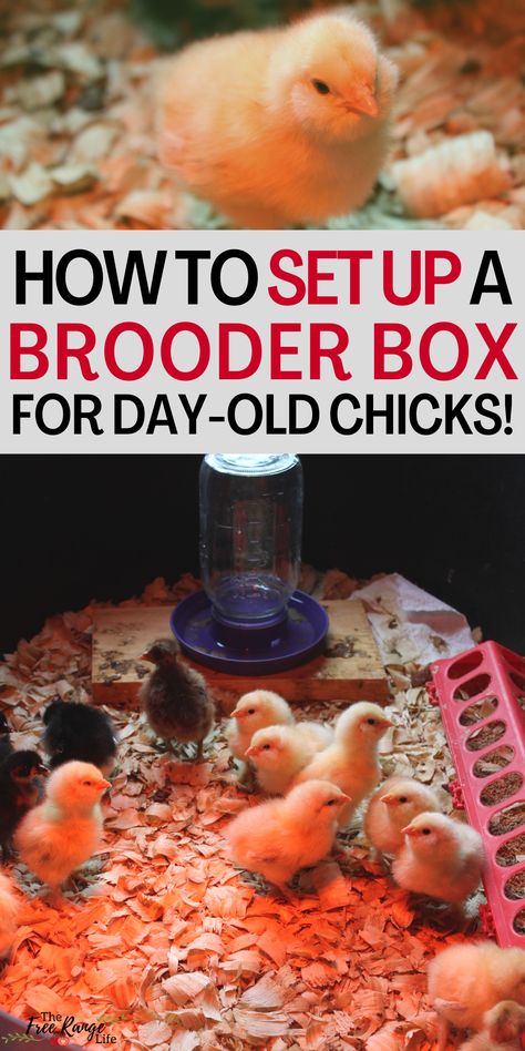 How To Raise Chicks, Chick Enrichment, Brooders For Chicks Easy Diy, Chick Brooder Setup, Diy Brooder Box Ideas, Chicks For Beginners, Chicken Brooder Box, Yard Chickens, Homestead Diy