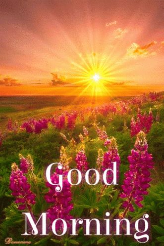 Good Morning GIF - Good Morning Goodmorning - Discover & Share GIFs Hemant Kumar, Bonjour Gif, Good Morning Gif Images, Good Morning Sunrise, Good Morning Nature Images, Good Morning Thursday, Good Morning Greeting Cards, Good Morning Happy Monday, Flowers Artwork