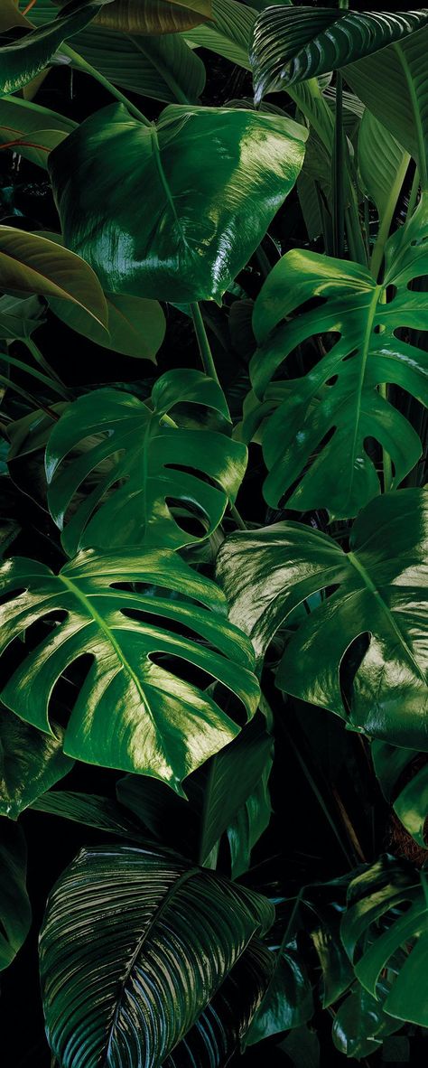 Monstera mural on dark background. Non-woven wall mural in standard or custom sizes. This Monstera mural wallpaper brings nature feelings to your spaces. Monstera Mural, Monstera Leaf Wallpaper, Tropical Wall Mural, Yuumei Art, Forest Homes, Wallpaper Forest, Plants Wallpaper, Date Photo, Belle Nature