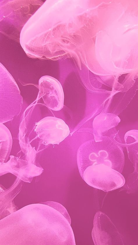 pink, jellyfish, ocean, aesthetic. Pink Jellyfish Aesthetic Wallpaper, Pink Medusa Wallpaper, Pink Jelly Fish Wallpaper, Pink Fish Wallpaper, Jellyfish Wallpaper Pink, Pink Jellyfish Aesthetic, Iphone Wallpaper Jellyfish, Pink Jelly Wallpaper, Jellyfish Lockscreen