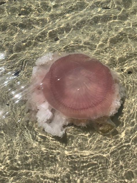 What is the Pink Meanie? Former DISL post-doc that named it fills us in - Dauphin Island Sea Lab Pink Sea Animals, Jellyfish Illustration, Dauphin Island, University Of Delaware, Smithsonian Museum, Baby Fish, Pink Sea, Gulf Of Mexico, Sea Animals