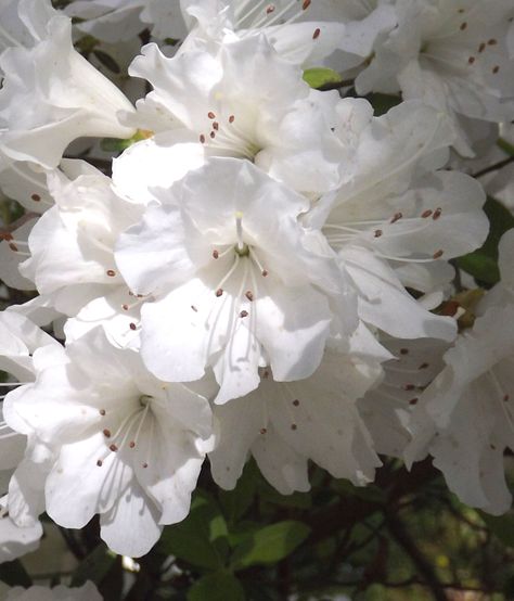 White Azalea Kawaii, Nature, Azalea Flower Aesthetic, Azalea Aesthetic, Widget Y2k, Rebecca Aesthetic, White Azaleas, July Vibes, Fav Flower