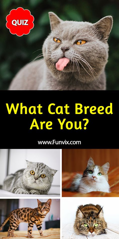 Types Of Cats Breeds, Warrior Cats Books, Mean Cat, Cat Personalities, Fun Personality, Cat Species, What Cat, Types Of Cats, Cat Meme