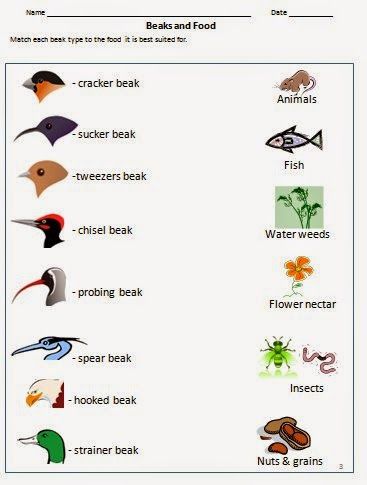 Bird beak adaptations for food - worksheet for grade 3 and 4 Montessori, Bird Beaks Activity, Adaptations Activities, Food Worksheet, Bird Unit Study, Bird Study, Birds For Kids, Flying Creatures, Worksheets For Grade 3