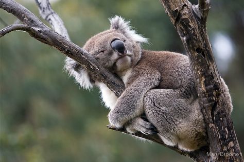 koala "Hug-a-Tree Day" by Mary Broome | Redbubble 980628 Koalas, Appaloosa, Koala Sleeping, Baby Panda Bears, Koala Bears, Baby Koala, Koala Baby, Airbrush Art, Australian Animals