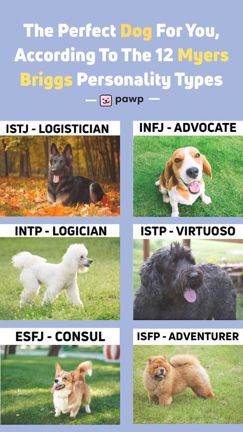 Take the Myers Briggs here if you don't know your MBTI and come back to find the dog breed that fits your personality type to a T. Happy adopting! Dog Personality Types, Animal Personality Types, Meyers Briggs Personality Types, Mbti Animals, Dog Quizzes, Dog Breed Quiz, Dog Quiz, Personality Types Test, What Animal Are You