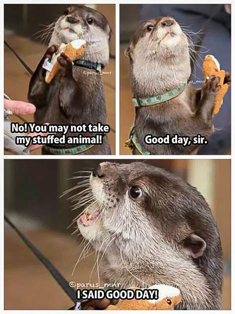 This otter meme is the top of the charts for me, it's just perfect in every way. The little water sausage looks so aghast that someone might dare to take away his little mini me. The captions are on point, and whoever made this deserves all the medals.          Meme Description: The Animals Being Cute, Animal Mashups, Animal Humour, Cele Mai Drăguțe Animale, Koci Humor, Cute Animal Memes, Funny Animal Photos, Animale Rare