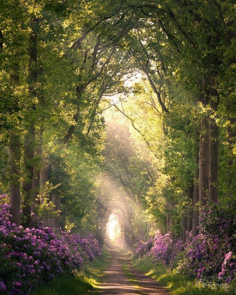 #flowers #aesthetic #cottagecore #gardening #faerie #wlw #ethereal #rhododendron #flowers Forest Core, Artist Photo, Ethereal Aesthetic, Image Nature, Pretty Landscapes, Magical Forest, Alam Yang Indah, Nature Aesthetic, Pretty Places