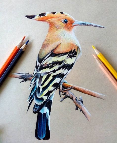 Colored Pencil Artwork Ideas, Bird Pencil Drawing, Realistic Animal Drawings, Art Of Drawing, Color Pencil Sketch, Prismacolor Art, Pencil Drawings Of Animals, Bird Sketch, Animal Drawings Sketches