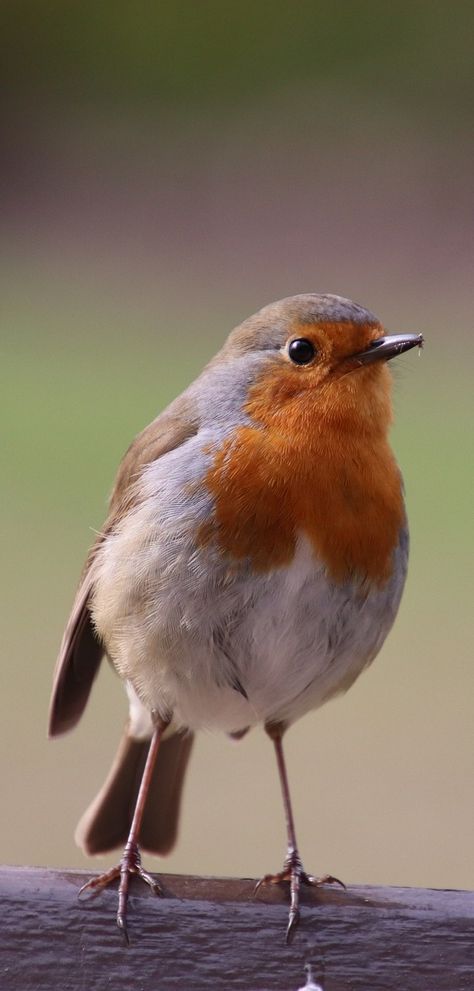 A beautiful robin. #Birds #ColorfulBirds #Animals #BeautifulBirds #Robin Cute Bird Photography, Bird Refrences Photos, Cute Birds Photography, Funny Bird Photos, Animals Photo Reference, Reference Photos Of Animals, Animal Reference Pictures, Photo Reference Animal, Birds Reference Photos